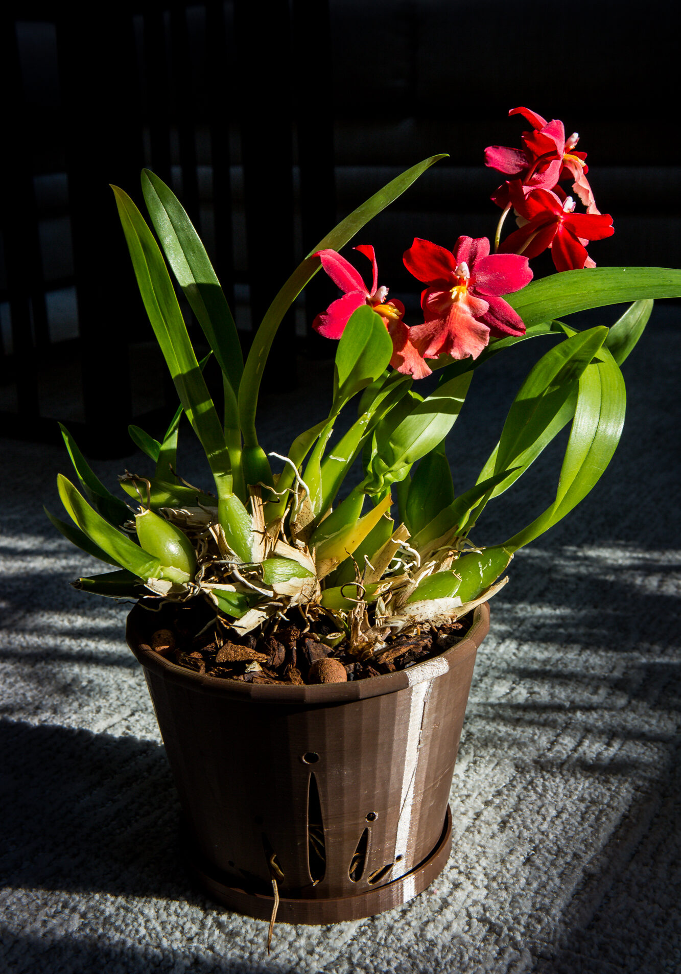 Orchid Pot created by the Agency with the help of Zane J Cornett